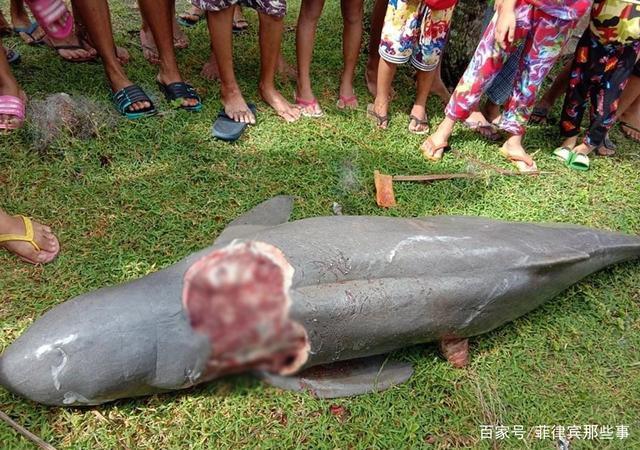 悲剧!一只被环境保护组织关注的伊河海豚死于鲨鱼袭击