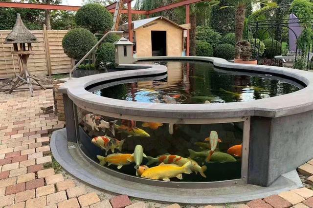 自建鱼池,锦鲤买回来以后你一定不能直接放入鱼池