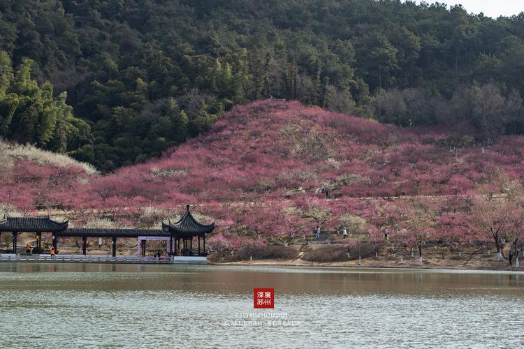 2021张家港赏花季开启绚烂春光