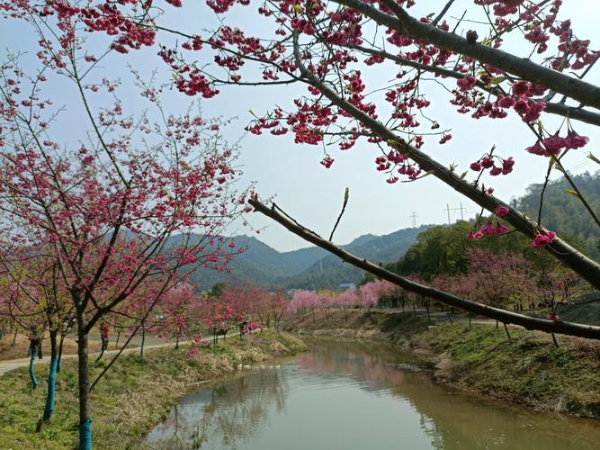 醉美湘潭七星村200亩樱花争相怒放