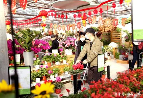 北京世纪奥桥园艺超市供图