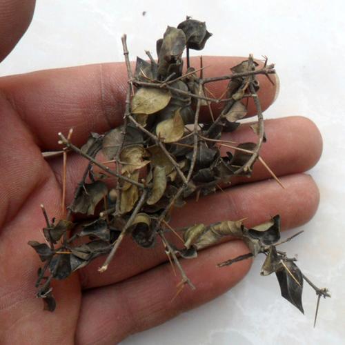 绣花针 中药材虎刺 伏牛花寿星草老鼠刺黄脚鸡