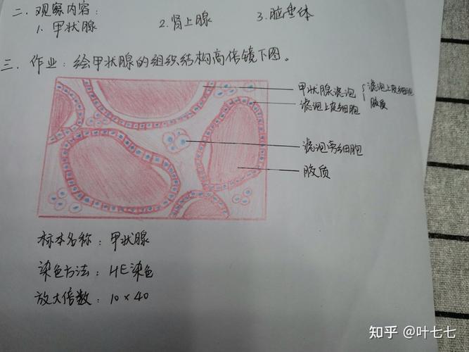 组胚红蓝铅笔图