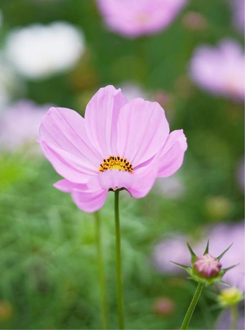 格桑花的花语是"珍惜眼前人,怜取眼前人",它是高原人们心中的精神象征