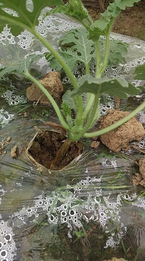 西瓜 氟吡菌胺 霜霉威盐酸盐 霜霉病 烂根病 肥害 根腐病 根系 瓜类