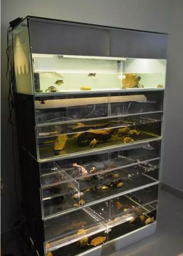 手把手教你做养乌龟繁殖排缸,美观与省空间的完美结合