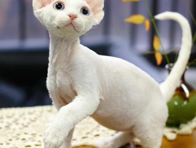德文卷毛猫