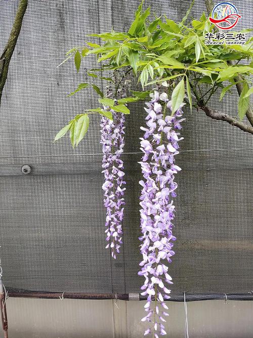九尺紫藤