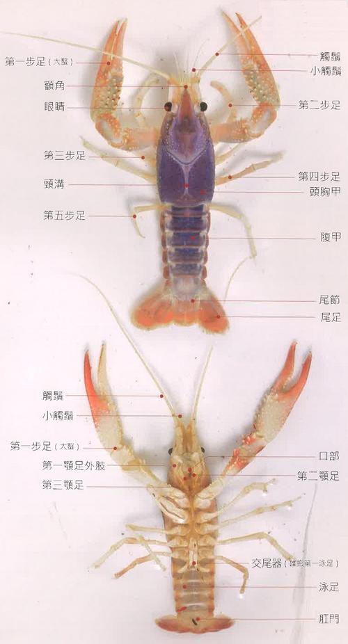 淡水螯虾的形态