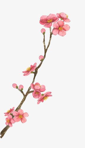 桃花桃枝桃花图片简笔画粉色桃花桃枝花瓶插几枝桃