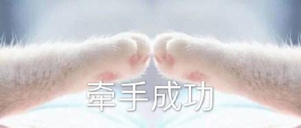 猫爪牵手表情包完整版