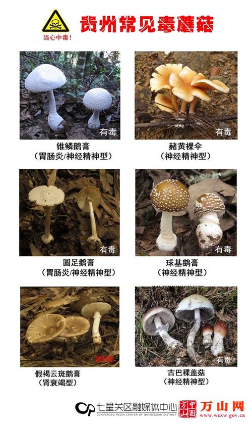 贵州最常见的30种毒蘑菇曝光