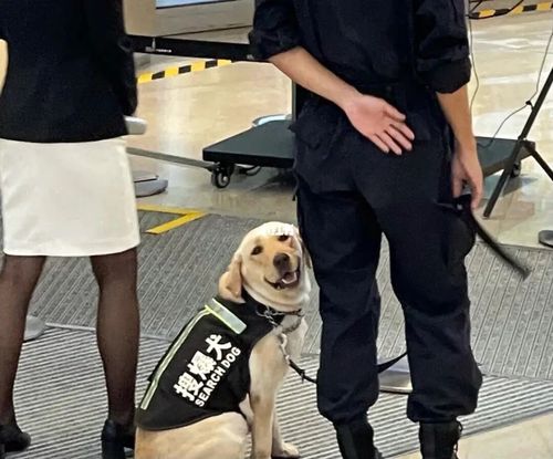 拉不拉多警犬_拉布拉多_鸡腿_拉布拉多日常_宠物_狗