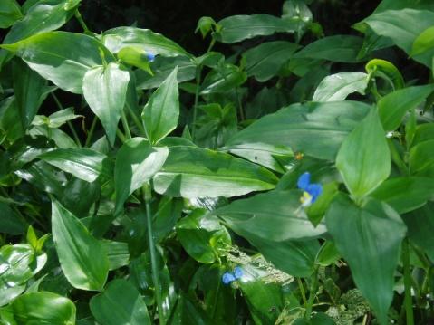 常用中草药(续四)