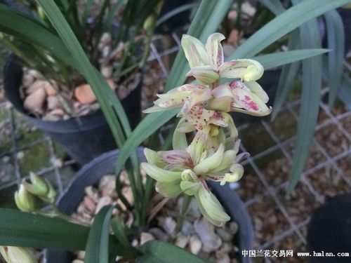 壮苗!【富山奇蝶】带4花