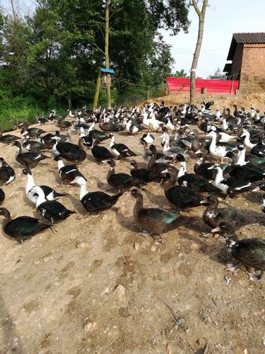 番鸭 黑番母,毛色漂亮,没有烂底毛