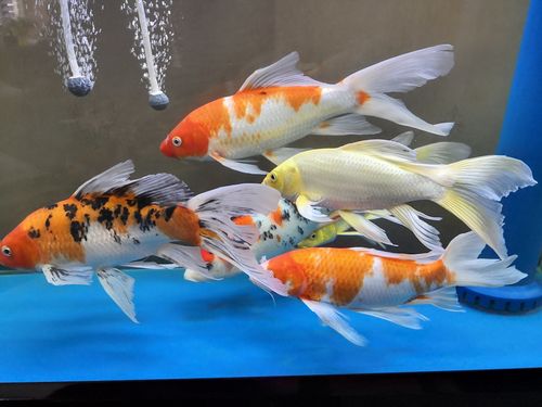 白点病好了锦鲤龙巅