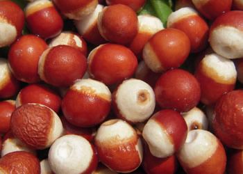 芡实和莲子有什么区别?通俗点.我看图片分不大出来.