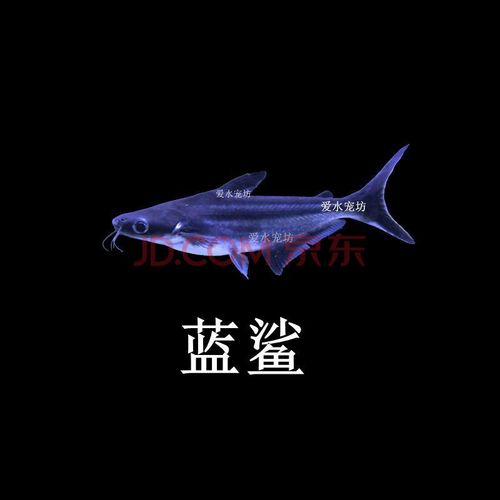 楠苑秋颖淡水鲨鱼成吉思汗鲨蓝鲨鱼活鱼苗虎头鲨白化鲨凶猛热带观赏鱼