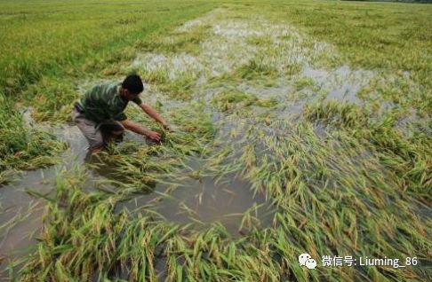 十几年前农村流行的"稻田养鱼"为何遇冷?老农:越养越不对劲