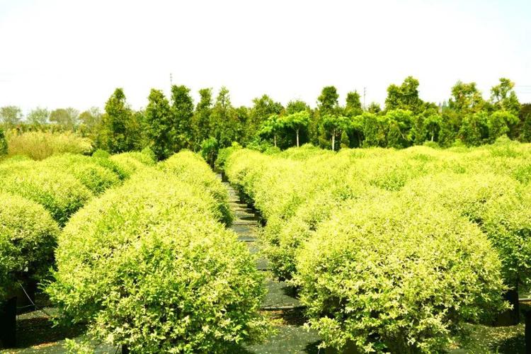【苗木养护】花木种植养护中常见的10大错误,请避免
