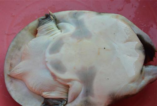 如何区分公甲鱼和母甲鱼