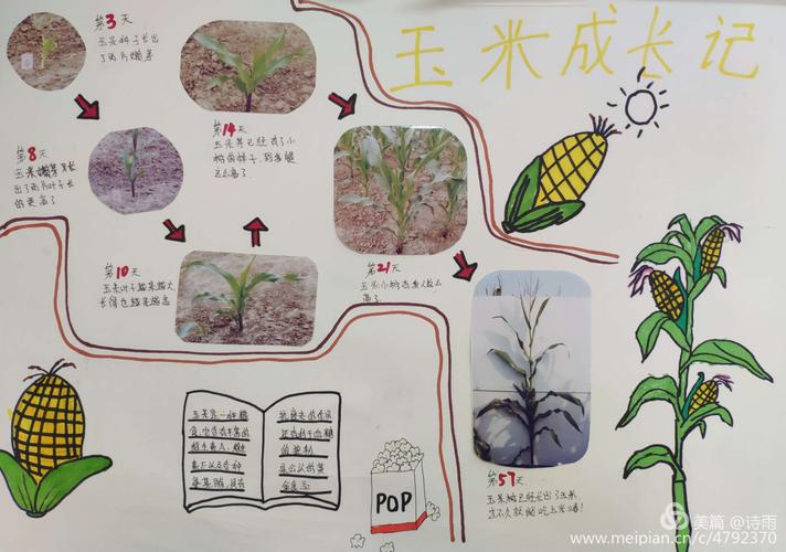 池谦怡《玉米成长记》