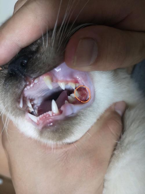 猫咪后牙旁边长了一大块肉
