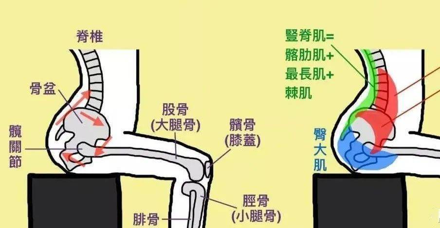 图 但在对于如何让髂腰肌变柔软这个点上,很多人以为只需要去拉伸就