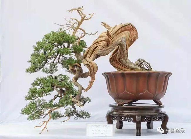 柯孝仁:岁月喂养风雅——读崖柏盆景《千姿百态》