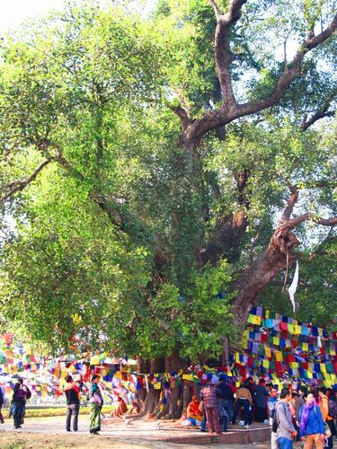 这棵是不是菩提树?