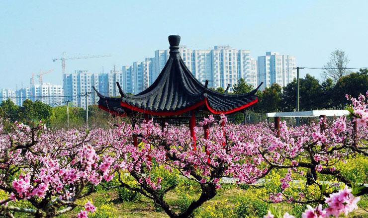 上海南汇桃花村