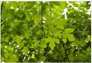 常绿,落叶阔叶混交林