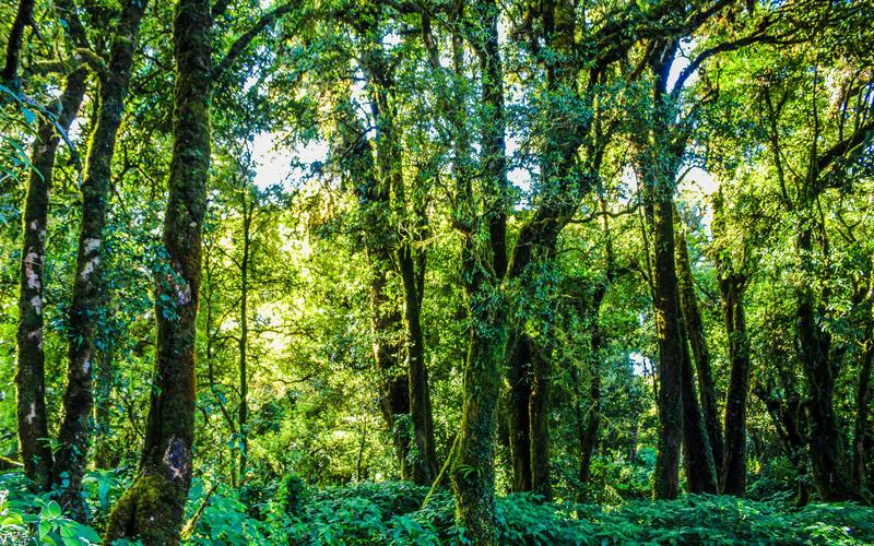 漂亮的热带雨林风光高清桌面壁纸,风景壁纸,唯美,高清,森林,自然风光