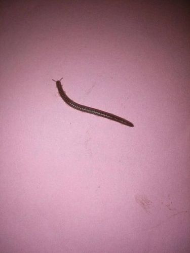 每年一到秋冬季家里就会有许多的黑色的细长条的虫子,看起来一节节的