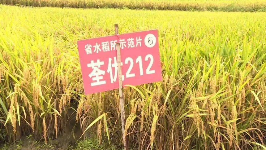 水稻研究所在明溪县盖洋镇画桥村建立 116亩的优质,高产杂交稻新品种"