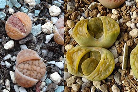 生石花蜕皮可以撕开吗,什么时候蜕皮