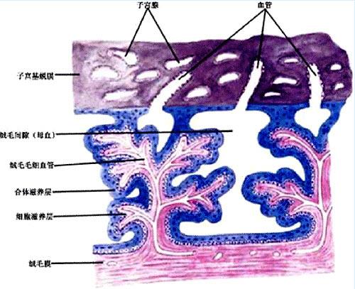 你可能感兴趣的试题 1    a.平滑绒毛膜,包蜕膜,羊膜    b.