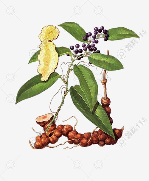 茯苓土茯苓手绘