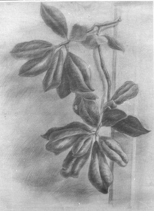 用素描画出来的?求清晰?