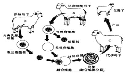 克隆繁殖新技术手抄报 手抄报图片大全