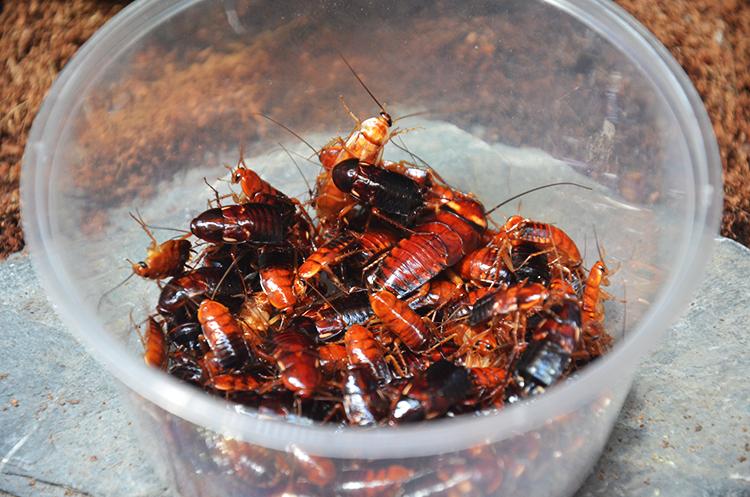 樱桃蟑螂2cm活体饲料蜘蛛蝎子蜥蜴龙鱼饲料 16元120只
