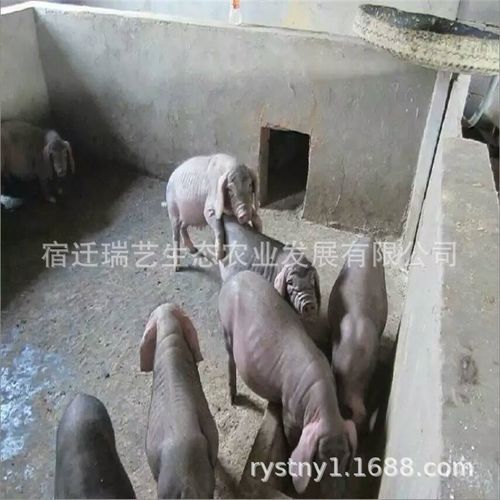 太湖黑猪二花脸母猪 原种太湖母猪 四脚白梅山猪梅山母猪批发