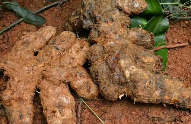 2021茯苓产新情况如何,后市行情如何走势?