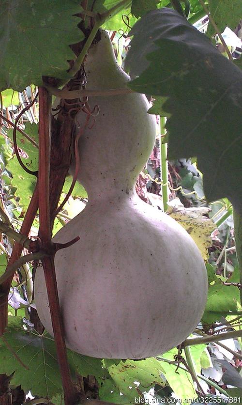 葫芦