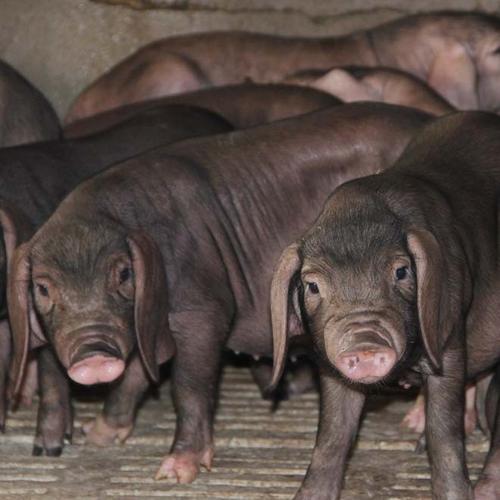 梅山猪简介及图片大全