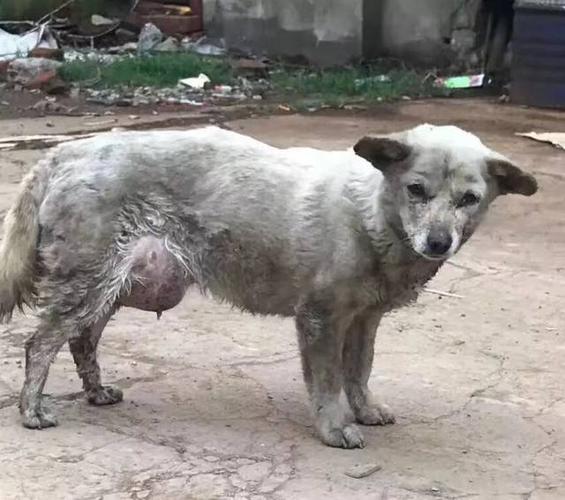 无序的繁殖, 街头上的流浪猫狗越来越多