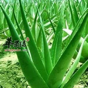 芦荟的宜忌人群和食用禁忌