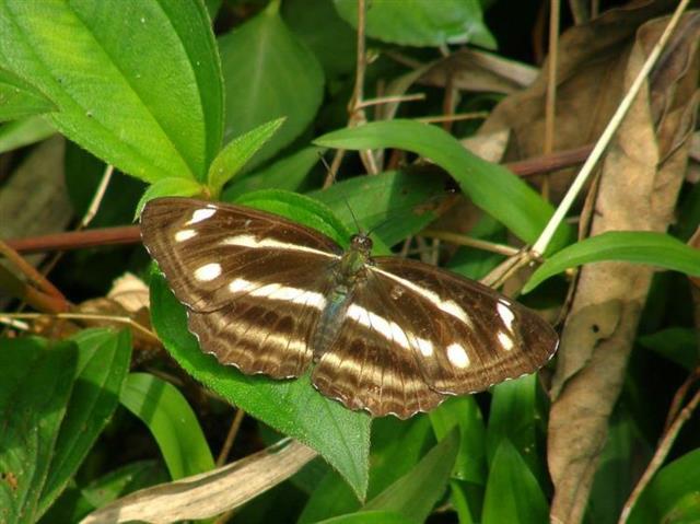 小环蛱蝶(蛱蝶科)
