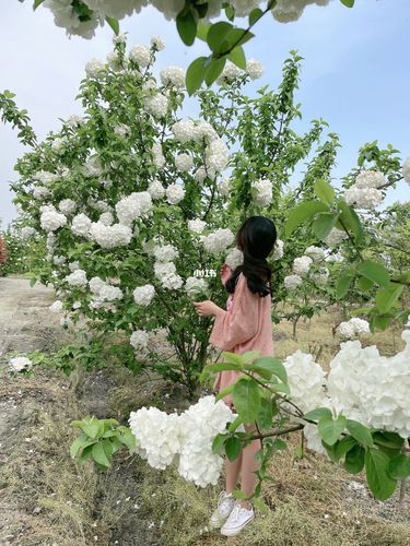 温江绣球花基地_红枫基地自由行热门攻略_景点_绣球花